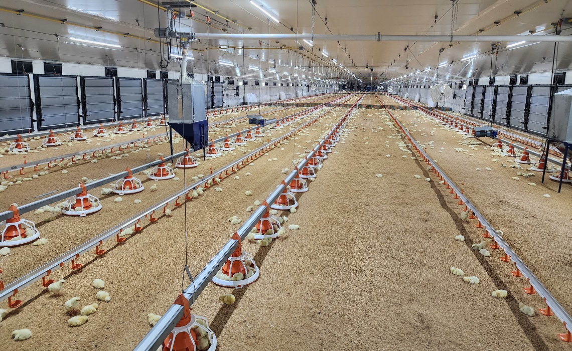 Healthy chicks in a biosecure poultry farm. 