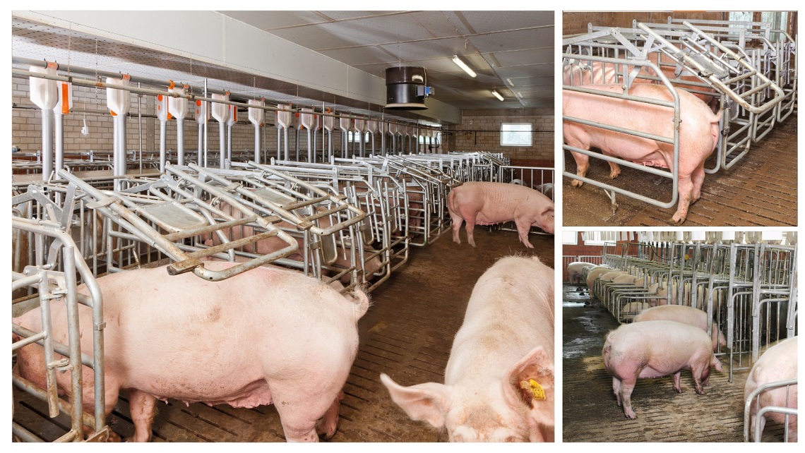 BD Flip: Group Housing with free movement area for sows