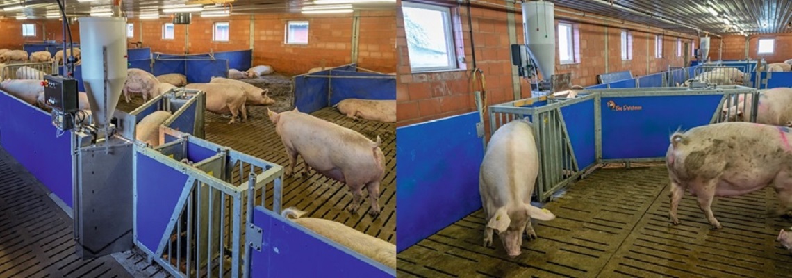 Callmatic3pro: feeding method specially adapted to the requirements of each individual sow with 2 optimised exit gates