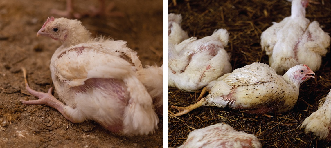 Symptoms of SMS in broilers are often sudden and devastating.