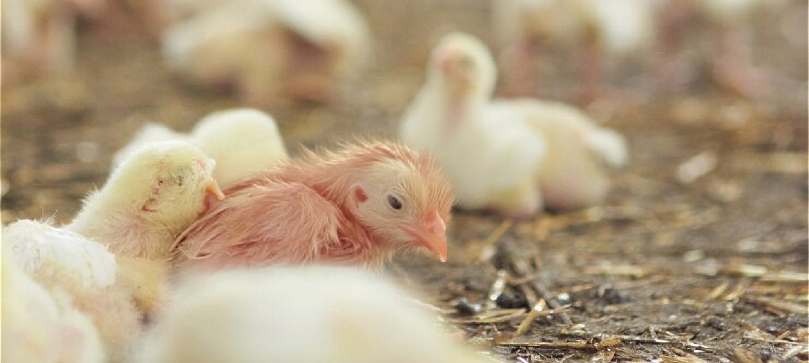 A strong immune system from proper nutrition is critical for broilers to remain healthy. 